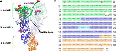 Insights into Hsp90 mechanism and in vivo functions learned from studies in the yeast, Saccharomyces cerevisiae